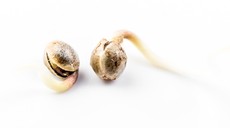 Sprouting Cannabis Seeds
