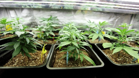 Cannabis Garden of Eden