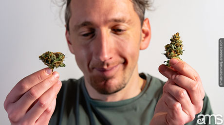 sativa and a indica bud