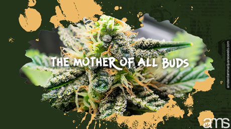 MOAB The mother of all marijuana buds