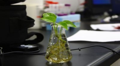 Hydroponic Grow