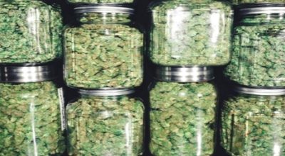 5 Easy Steps to Grow Cannabis from Seeds