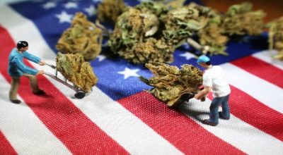 Jobs in the cannabis industry: professionals working in cultivation, retail, and extraction roles in a modern cannabis facility.
