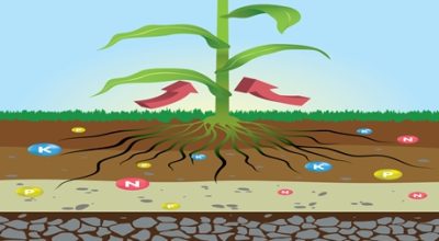 Nutrient Lockout