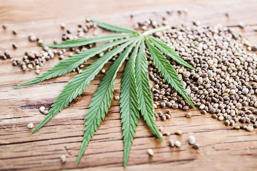 cannabis seeds