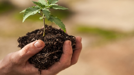 seedling soil