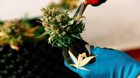 Dry Trimming Marijuana