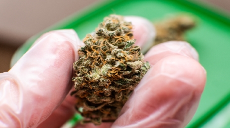Marijuana dry buds 