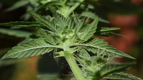 Marijuana Plant