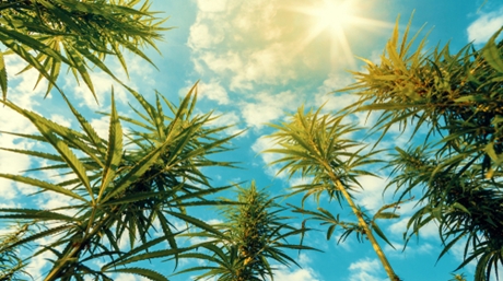 Growing Weed