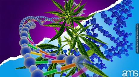 Plant DNA