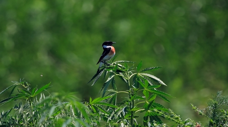 Weed Eating Bird