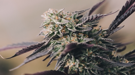 Purple Marijuana