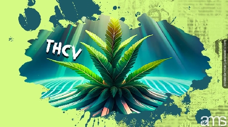 a cannabis plant illuminated by light